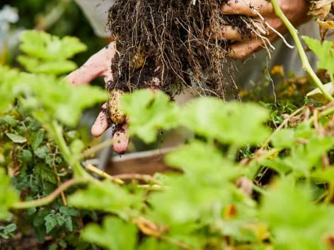 Ruce drží sazenici brambory s kořeny mezi zelenou vegetací.
