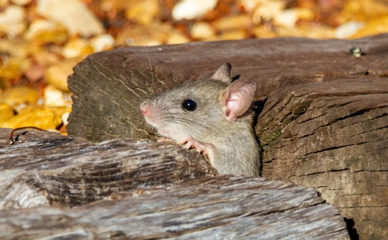 Mouse on wood