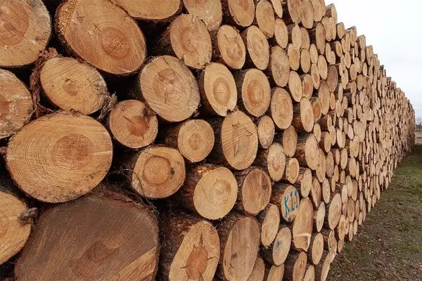 Skládané kmeny dřeva s viditelnými letokruhy pro výpočet kubatury.