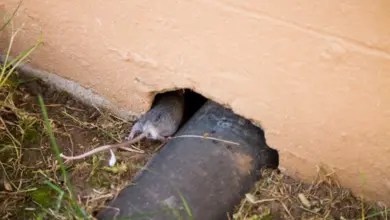 Myš vstoupí do otvoru pod zdí domu.