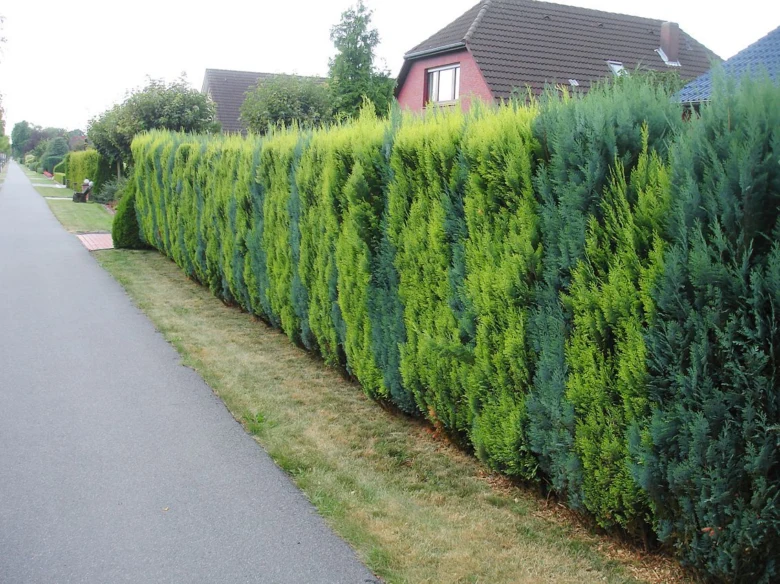 Zelený živý plot podél silnice u soukromého domu.