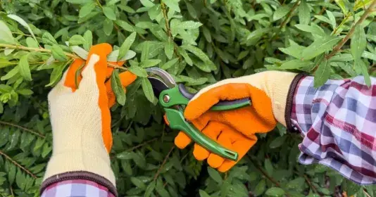 Pruning tree branches with shears