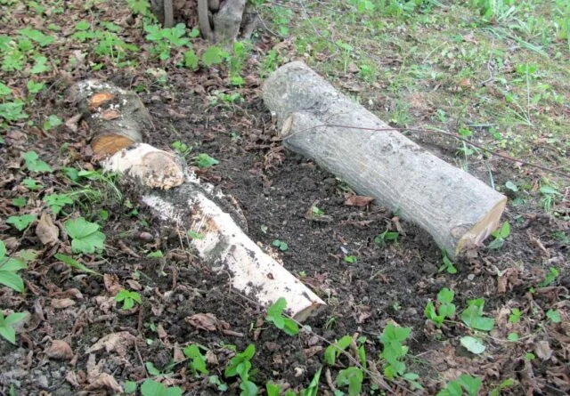 Ořezané větve leží na zemi v lese jako příklad jejich využití.