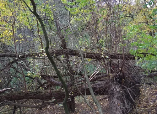 Pádový strom s odhalenými kořeny v lese po chemické likvidaci.