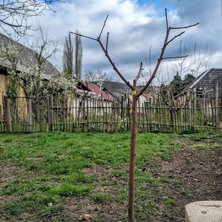 Mladý strom po řezu v zahradě s domy na pozadí.