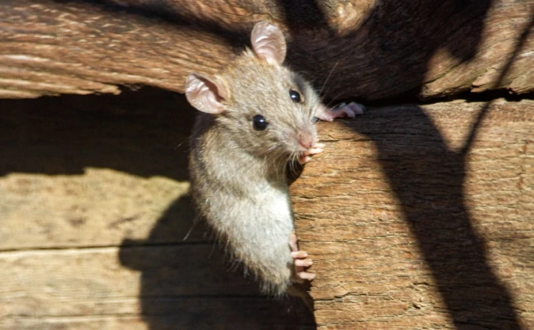 Malá myš drží se dřevěných prken na slunci.