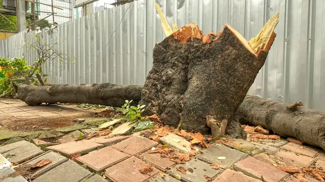 Překonaný strom s odříznutým pařezem na dlažbě