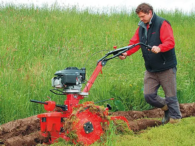 Muž orá trávník červeným rototillerem na zahradě.