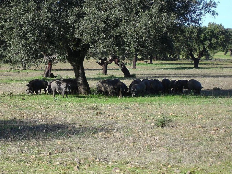 Stáda dobytka pasou pod stromy na travnatém poli.