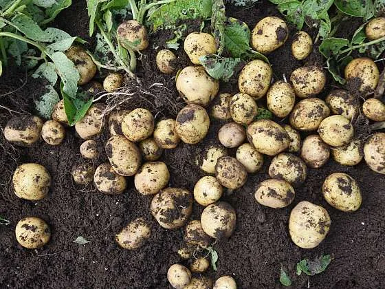Svěže vykopané brambory s hlínou na zemi vedle zelených stonků.