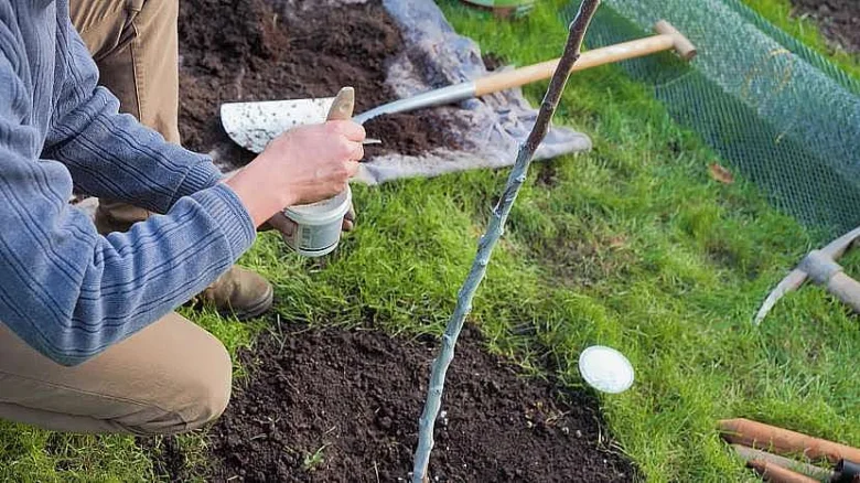 Osoba natí řezaný stromový výhon voskem pro rychlé uzdravení.